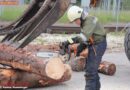Oö: Forst- Fachschulung – Arbeiten mit der Motorkettensäge bei der FF Ohlsdorf