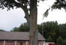 D: Baum droht nach Blitzeinschlag zu fallen