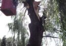 Nö: Nach Sturm droht ein Baum auf einen Radweg zu stürzen