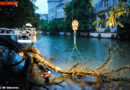 Bayern: 20 m hohe Kastanie in der Isar in München -> DL- & Kraneinsatz