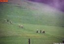 Nö: 14. KHD-Bereitschaft übt Waldbrand im Bez. Neunkirchen
