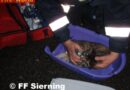 OÖ: Kritischer Wohnungsbrand in Sierning – 2 junge Katzen  gerettet
