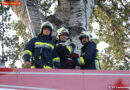 Nö: „Klassiker“ in Laxenburg: Feuerwehr rettet Katze vom Baum