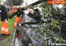 Bayern: Entwurzelter Baum beschädigt mehrere Fahrzeuge in München