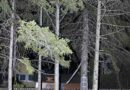 Nö: Ungewöhnliche Maßnahme bei Sturmschaden