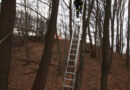 Stmk: Katze aus rund 9 m Höhe vom Baum geholt