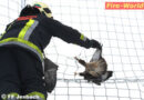 Tirol: Feuerwehr Jenbach rettet Bussard aus Zaunnetz