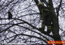 Oö: Feuerwehr rettet Katze aus 15 m Höhe von Baum