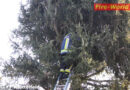 Stmk: Katze „Sheila“ wartete am Baum auf die Feuerwehr