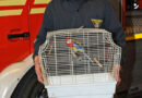 Bayern: Die Feuerwehr und der Vogel & Personenrettung in U-Bahn