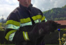 Stmk: Feuerwehr Diemlach holt Katze vom Baum