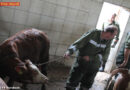 Oö: Kalb aus Schwemmkanal gerettet