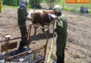 Oö: Erfolgreiche Tierrettung aus Jauchegrube