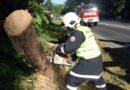 Bgld: Umgeknickter Baum blockiert die L 238