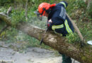 Oö: Baum in Hagenberg auf Pkw gestürzt