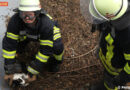 Deutschland: Feuerwehr rettet Katze mit Biss aus stillgelegtem Löschteich