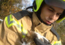 Nö: Hauskatze in Korneuburg vom Baum geholt