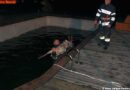 Stmk: Tierische Einsätze -> Feuerwehr rettet Kuh und Reh an einem Tag