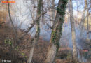 Stmk: Waldbrand in Graz-Eggenberg vermutlich durch zündelnde Kinder