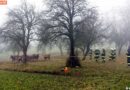 Oö: Entlaufene Stiere von der Feuerwehr wieder eingefangen