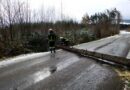 Nö: Sturm Xaver lässt einen Baum auf die Straße stürzen