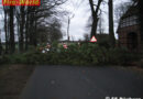 Deutschland: Baum stürzt um und kommt auf Fahrbahn zu liegen