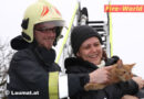 Oö: Kater „Duke“ mit Hilfe der Feuerwehr von hohem Baum gerettet