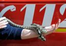 D: Gastronom entdeckt ein Reptil in seinem neuen Lokal