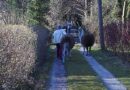 Nö: Feuerwehr fängt entlaufene Lamas ein
