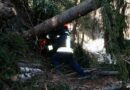 Nö: Umgestürzter Baum beschädigt zwei Zäune