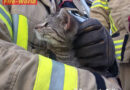 Deutschand: Feuerwehr Ratingen holt junge Katze von Pappel