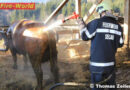 Stmk: Feuerwehr rettet in Drecksaktion 600 kg Kuh aus Jauchegrube