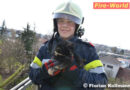 Oö: Feuerwehr Traun holt Katze mit Drehleiter vom Baum
