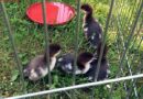 Nö: Entenfamilie nach Ausflug gerettet