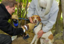 Bayern: Hund George im Erdloch verschwunden -> Einsatz in München