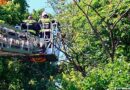 Nö: Katze flüchtet vor der Feuerwehr von Baum