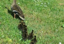 Nö: Enten in Vösendorf aus Kanal gerettet (+Video)