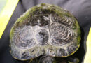 Bayern: Schildkröte in Augsburg liebt „Smart“