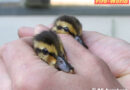 Bayern: Tierrettungseinsatz in Augsburg -> Alma und ihre 10 Kinder…