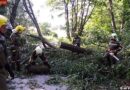 Bgld: Baum fiel hinter einem Fahrzeug auf die Straße