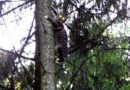 Oö: Katze flüchtete vor Retter von Baum zu Baum