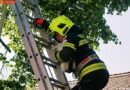Oö: Zwei Katzen mit Schiebeleiter vom Baum gerettet