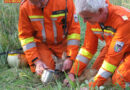 Oö: Feuerwehr Bad Goisern rettet Rehkitz aus Schacht