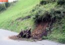 T: Baumstumpf auf der Kasbach Landesstraße L007