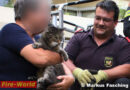 Nö: Kater Ivan stürzte von Balkon -> Tierrettung in Krems