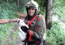 T: Katze nach zwei Tagen am Baum von Feuerwehr gerettet