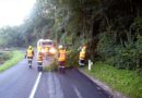 Nö: Feuerwehr entfernt umgestürzten Baum von der Fahrbahn