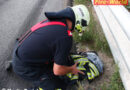 Nö: Feuerwehr Langenzersdorf auf Katzenfang auf der Donauuferautobahn
