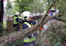 Bgld: Feuerwehr Pinkafeld entfernt umgestürzten Baum