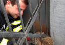 Deutschland: Feuerwehr Alsfeld rettet in Zaun eingeklemmten Igel